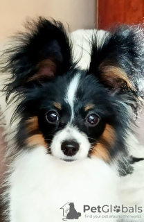 Photo №2 to announcement № 24923 for the sale of papillon dog - buy in Poland private announcement, breeder