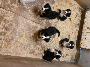 Photo №2 to announcement № 176159 for the sale of bernese mountain dog - buy in Spain private announcement