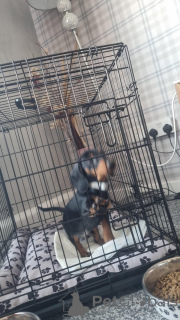 Photo №1. dachshund - for sale in the city of Aarhus | 310$ | Announcement № 176023