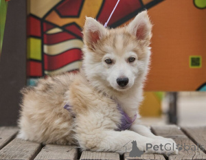 Photo №3. Seeks the house a little miracle luntik, puppy 2 months!. Russian Federation