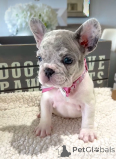 Photo №4. I will sell french bulldog in the city of Los Angeles. private announcement, breeder - price - 850$