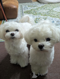 Photo №3. Bezaubernde Malteserwelpen suchen ein liebevolles Zuhause. Austria