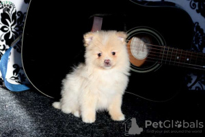 Photo №2 to announcement № 44778 for the sale of pomeranian - buy in Germany 