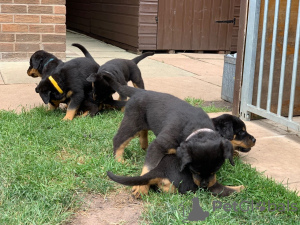 Photo №1. rottweiler - for sale in the city of Wyoming | 300$ | Announcement № 36308