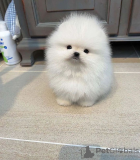 Photo №4. I will sell pomeranian in the city of Штутгарт. private announcement - price - 380$