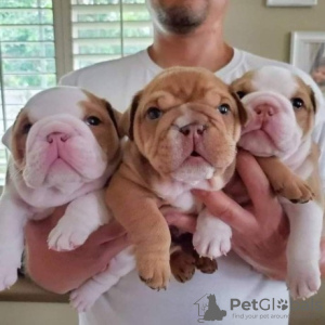 Photo №2 to announcement № 66239 for the sale of english bulldog - buy in Germany private announcement, breeder