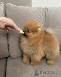 Photo №3. Purebred Pomeranian Puppies with Playful Personalities!. Germany