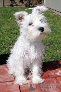 Photo №4. I will sell standard schnauzer in the city of Rotterdam. private announcement, breeder - price - 723$