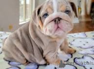 Photo №2 to announcement № 165599 for the sale of english bulldog - buy in Netherlands private announcement, breeder
