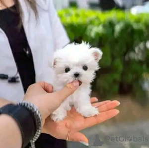 Photo №3. Beautiful Maltese puppies are ready Business WhatsApp 37256062792. Finland