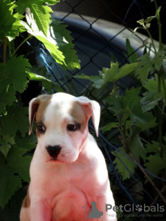 Additional photos: American Staffordshire Terrier, puppies