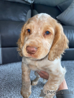 Photo №3. beautiful cocker spaniel puppies. Finland