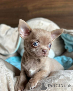 Photo №2 to announcement № 161863 for the sale of chihuahua - buy in Germany breeder