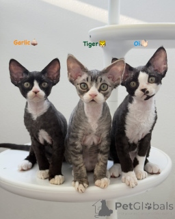 Photo №1. devon rex - for sale in the city of Vienna | negotiated | Announcement № 161175