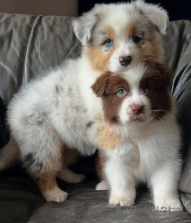 Photo №1. australian shepherd - for sale in the city of Berlin | negotiated | Announcement № 167147
