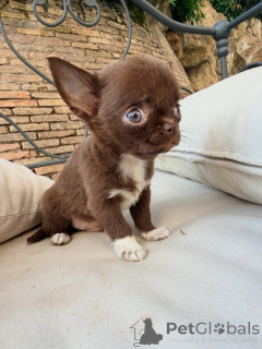 Photo №4. I will sell chihuahua in the city of Lyon. breeder - price - negotiated