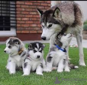 Photo №1. siberian husky - for sale in the city of Alingsås | 528$ | Announcement № 48033