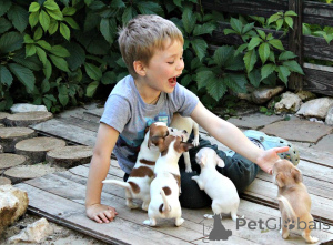 Photo №1. chihuahua - for sale in the city of Montreal | negotiated | Announcement № 151672