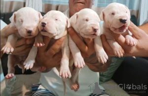 Photo №4. I will sell dogo argentino in the city of Kragujevac.  - price - negotiated