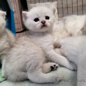 Photo №1. scottish fold - for sale in the city of Steinfurt | Is free | Announcement № 112359