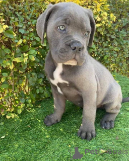 Photo №2 to announcement № 157804 for the sale of cane corso - buy in Germany breeder