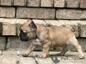 Photo №1. french bulldog - for sale in the city of Uzwil | Is free | Announcement № 129261