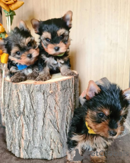 Additional photos: MINI YORKSHIRE TERRIER