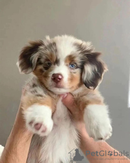 Photo №2 to announcement № 96466 for the sale of australian shepherd - buy in Poland private announcement