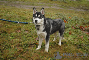 Photo №2 to announcement № 9130 for the sale of siberian husky - buy in Ukraine private announcement, breeder