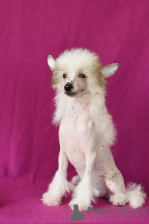 Photo №3. Chinese crested dog. Russian Federation