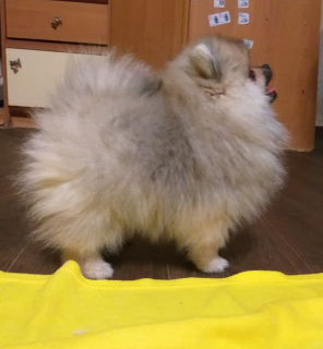 Photo №4. I will sell pomeranian in the city of Владимир. breeder - price - 653$