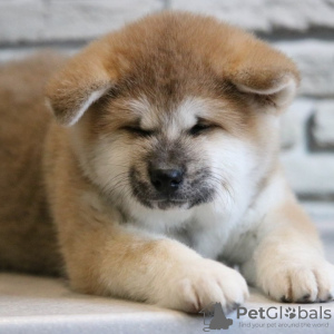 Photo №1. akita - for sale in the city of Братислава | 370$ | Announcement № 111325