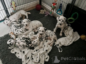 Photo №1. dalmatian dog - for sale in the city of Флорида Сити | 1000$ | Announcement № 138954