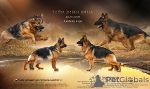 Photo №1. german shepherd - for sale in the city of Москва | 941$ | Announcement № 8867