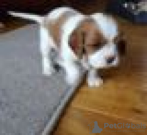 Photo №3. Adorable Cavalier King Charles Puppies for free adoption. Germany