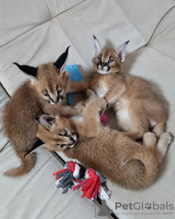 Photo №3. ocelot, serval and caracal kittens available. France