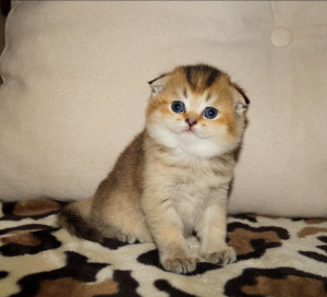 Photo №2 to announcement № 1195 for the sale of scottish fold - buy in Belarus private announcement