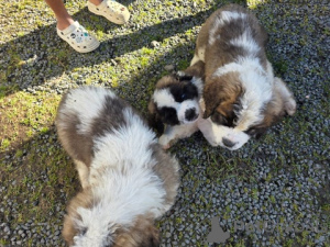Photo №1. st. bernard - for sale in the city of SHVEKHAT | 888$ | Announcement № 172431