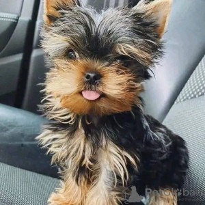 Photo №2 to announcement № 120681 for the sale of yorkshire terrier - buy in Belgium 