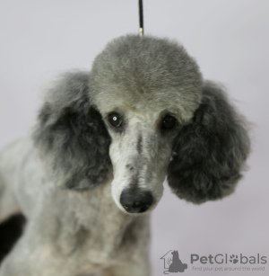 Photo №2 to announcement № 22505 for the sale of poodle (dwarf) - buy in Russian Federation private announcement
