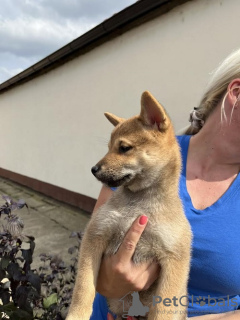 Photo №3. Shiba Inu puppies. Serbia