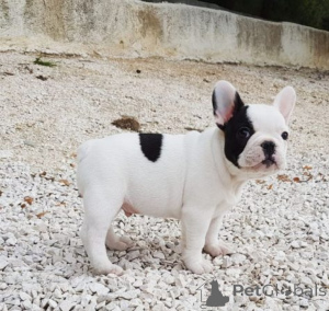 Photo №1. french bulldog - for sale in the city of Malaga | negotiated | Announcement № 169909