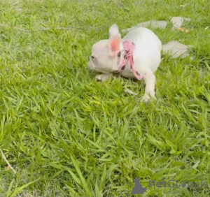 Photo №2 to announcement № 173720 for the sale of french bulldog - buy in Germany breeder