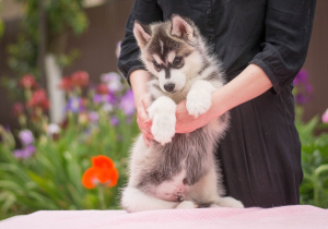 Photo №1. siberian husky - for sale in the city of Bryansk | negotiated | Announcement № 7023