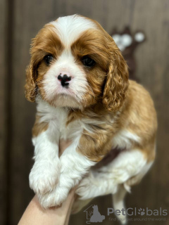 Photo №1. cavalier king charles spaniel - for sale in the city of Minsk | 740$ | Announcement № 94036