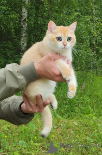 Photo №1. british shorthair - for sale in the city of Cherepovets | negotiated | Announcement № 64563