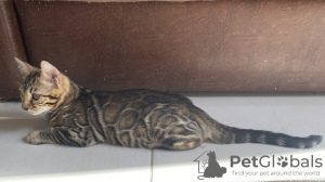 Photo №4. I will sell bengal cat in the city of Москва. breeder - price - 391$