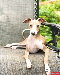 Photo №2 to announcement № 157825 for the sale of whippet - buy in Germany from the shelter, breeder