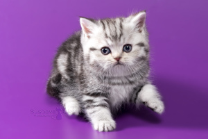 Additional photos: Scottish kittens - silver marble girl