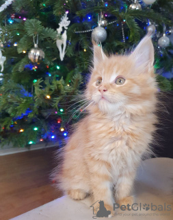 Additional photos: Purebred Maine Coon Kittens available for Adoption